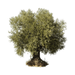 arbol del olivo