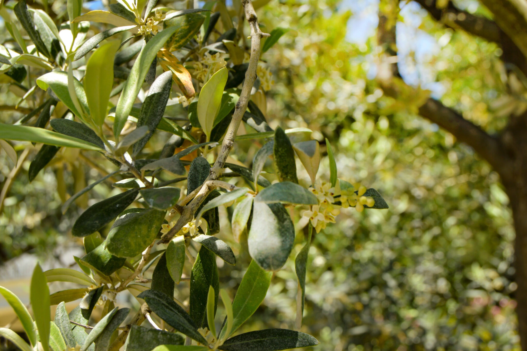 hojas de olivos